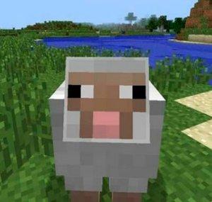 Sheep LIVES