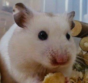 xHamsterLover2000x
