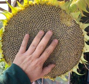 Cool climate tropical fruits