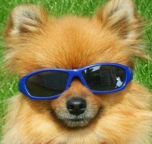 Max The Cute Pomeranian