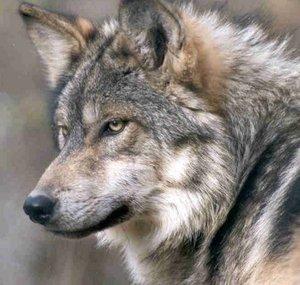 Wolf Dog