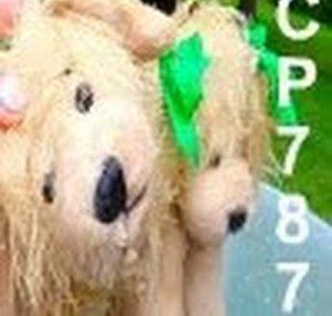 CrazyPuppy787
