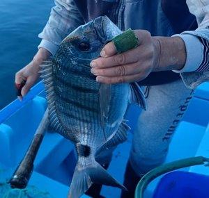 Fishing videos