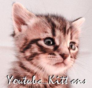 kitt ens