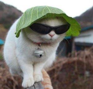 lettuce cat