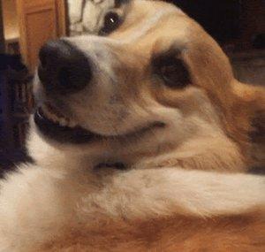 Woofer