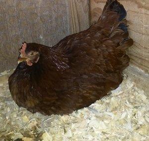 BackYardChickens