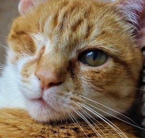 Palmer