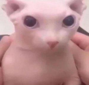 Xibalba_SSB