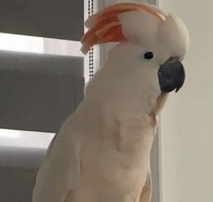 Miss Breda Cockatoo