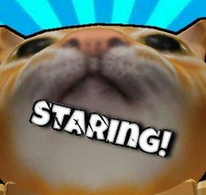 Staring cat