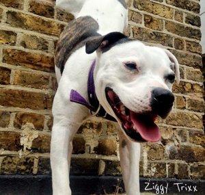 Ziggy Trixx
