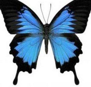 Eve Blue