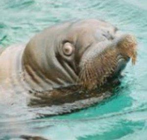 InsanityWalrus