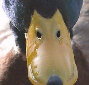 MightyDuckMachine