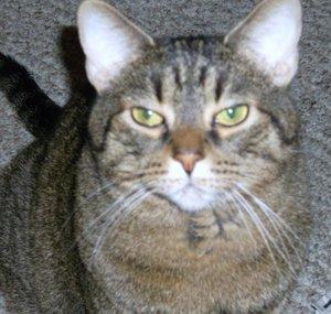 thefussyfeline