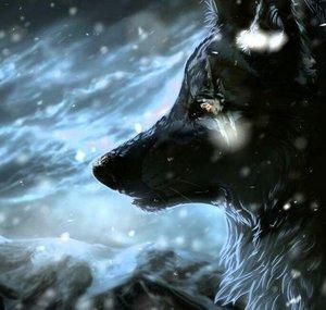 YoungWolf