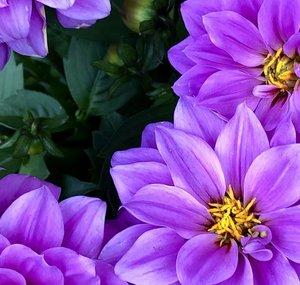 Bloom’s Sizzling Surprises
