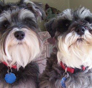 dschnauzer100