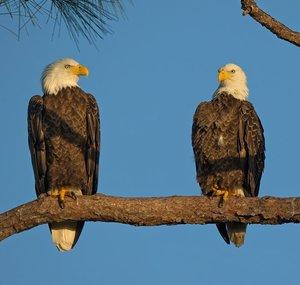 Southwest Florida Eagle Cam