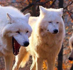 Aedyn Wolf