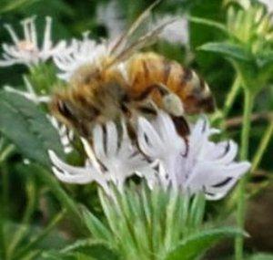 Bees and Tractors