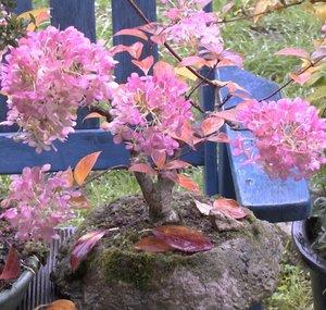 Detlef Römisch Bonsai, Garten und Pflanzenfilme