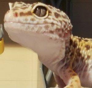 legoleopardgecko