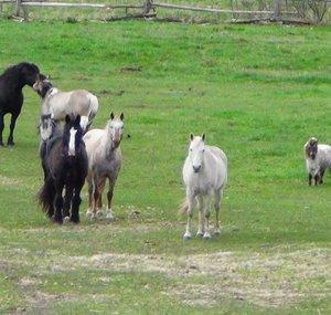 pasturepuffs
