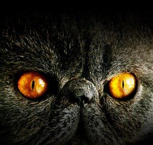 Super Epic Cats