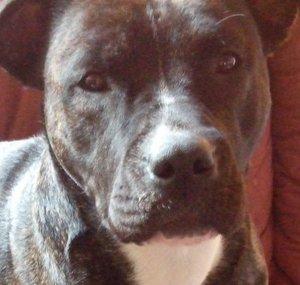 Amstaff love for my Angel