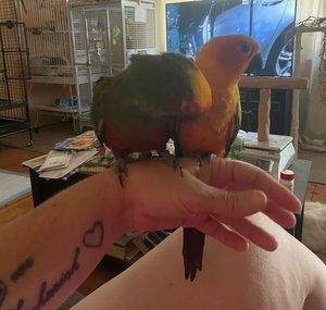Crazy bird lady flock of 25