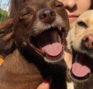 Laura - Laughing Dogs Book Nook