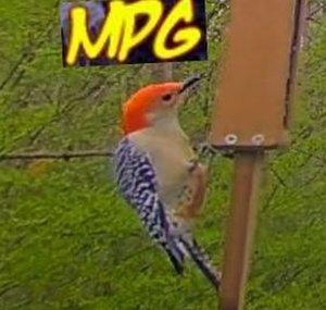 Metal Pirate Girl's Birds and Wildlife 