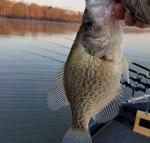 Rebel Duke Outdoors