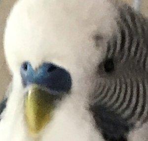 CRAZY BUDGIE YT! 😜