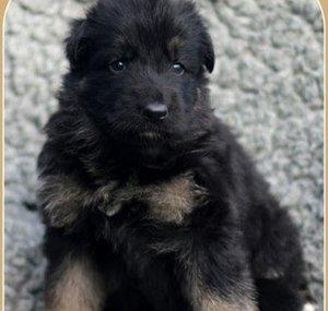 Eva the German Shepherd
