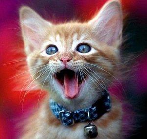 Funny animal life
