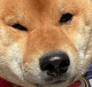 Kenji The Shiba