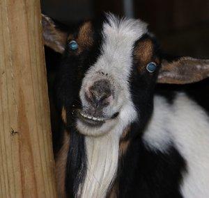 Polishroyalgoat