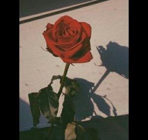 rosebud0784