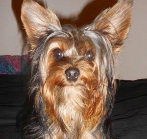 Yorkierex