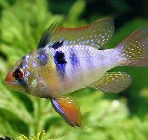 Acuario de Agua Dulce
