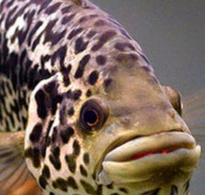 cyberaquarist