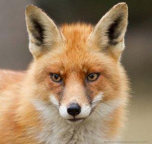 foxunitone