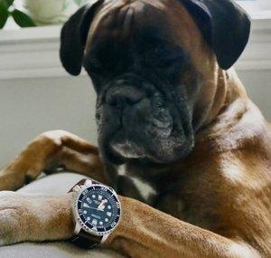 The Watch Dog