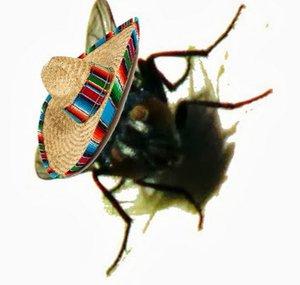 flyonwallfiesta