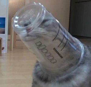 NotARealCat