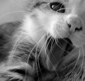 TheCatfacts