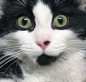 CrazyFelixCatVideos